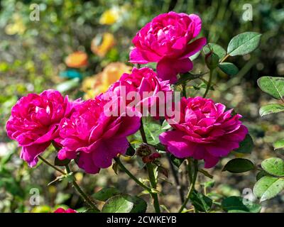Cinque belle rosa scuro fiorisce in un giardino, varietà Rosa Noble Anthony Foto Stock
