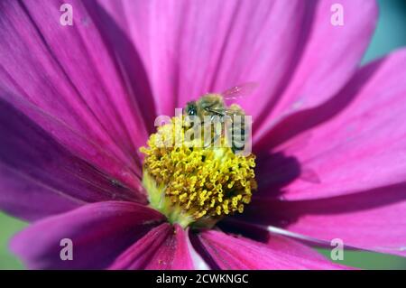 Ape su un cosmo singolo rosa profondo bipinnatus 'Monata Carmine' cresciuto in un inglese, Country Garden, Lancashire, Inghilterra, Regno Unito. Foto Stock