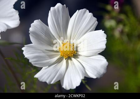 Lone Single Cosmos bipinnatus 'sonata White' coltivato in un inglese, Country Garden, Lancashire, Inghilterra, Regno Unito. Foto Stock