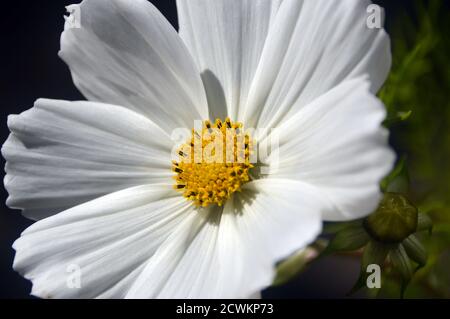 Lone Single Cosmos bipinnatus 'sonata White' coltivato in un inglese, Country Garden, Lancashire, Inghilterra, Regno Unito. Foto Stock