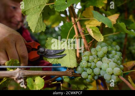 30 settembre 2020, Sassonia-Anhalt, Westerhausen: Un dipendente della cantina Kirmann nella regione di Harz che raccoglie il Pinot Bianco. Nei vigneti della cantina oggi è stato l'ultimo giorno della vendemmia. Anche se il viticoltore è soddisfatto della vendemmia di quest'anno, le notti gelide in primavera e l'aridità in estate sono state difficili per il viticoltore. In primavera le viti dovevano essere stimate di notte con candele prima delle temperature ghiacciate, in estate il terreno doveva essere annaffiato. Foto: Klaus-Dietmar Gabbert/dpa-Zentralbild/ZB Foto Stock