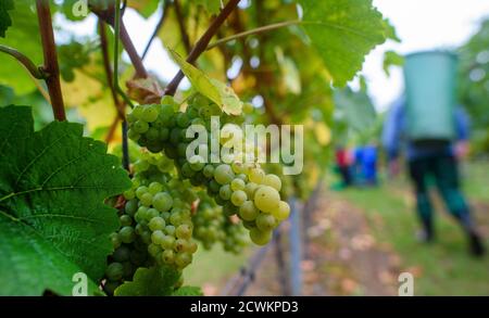 30 settembre 2020, Sassonia-Anhalt, Westerhausen: Le uve della varietà Weißburgunder pendono sulle viti dell'azienda vinicola Kirmann, sui monti Harz. Oggi è stato l'ultimo giorno della vendemmia nei vigneti della cantina. Anche se il viticoltore è soddisfatto della vendemmia di quest'anno, le notti gelide in primavera e l'aridità in estate sono state difficili per il viticoltore. In primavera le viti dovevano essere stimate di notte con candele prima delle temperature ghiacciate, in estate il terreno doveva essere annaffiato. Foto: Klaus-Dietmar Gabbert/dpa-Zentralbild/ZB Foto Stock