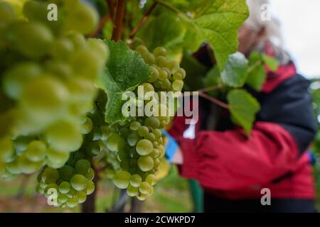 30 settembre 2020, Sassonia-Anhalt, Westerhausen: Un dipendente della cantina Kirmann nella regione di Harz che raccoglie il Pinot Bianco. Nei vigneti della cantina oggi è stato l'ultimo giorno della vendemmia. Anche se il viticoltore è soddisfatto della vendemmia di quest'anno, le notti gelide in primavera e l'aridità in estate sono state difficili per il viticoltore. In primavera le viti dovevano essere stimate di notte con candele prima delle temperature ghiacciate, in estate il terreno doveva essere annaffiato. Foto: Klaus-Dietmar Gabbert/dpa-Zentralbild/ZB Foto Stock