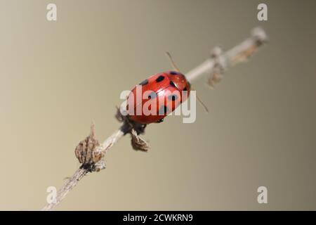 Il Gonioctena fornicata è una specie di scarabeo a foglia a spalla larga, fotografato con un obiettivo macro mentre si muove su un ramoscello asciutto contro un macello naturale Foto Stock