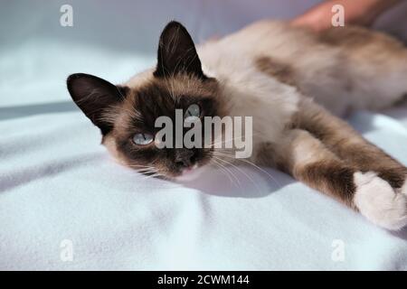 carino gatto balinese che posa e guarda lo spettatore. gatto soffice con gli occhi blu. gatto orientale razza rilassante sotto la luce del sole. Adozione di PET e concetto di clinica di veterinario. cibo di gatto o cura di animali domestici lable o pubblicità. Foto Stock