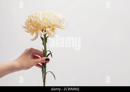 Mano della donna che tiene il bel fiore d'autunno sulla mano della Donna tenendo bello fiore d'autunno contro muro bianco Foto Stock