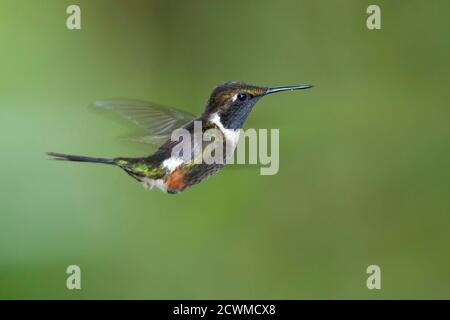 Woodstar (Calliphlox mitchellii), Bellavista, Ecuador Foto Stock