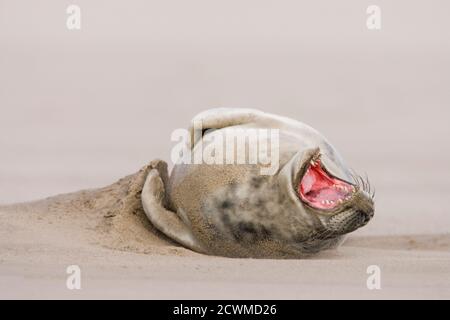 Gray Seal Pup (Halichoerus grypus) che riposa sulla spiaggia, Donna Nook, Lincolnshire, Inghilterra Foto Stock