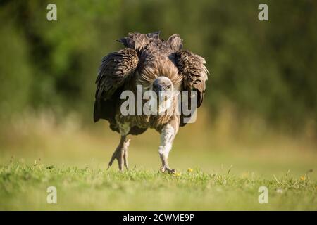 African White-backed Vulture (Gyps africanus), (C), Hampshire, Inghilterra, Regno Unito Foto Stock