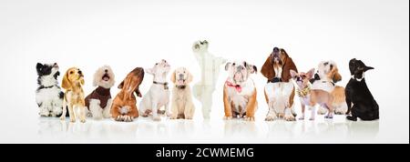 grande gruppo di cani e cuccioli curiosi che guardano in su qualcosa su sfondo bianco Foto Stock