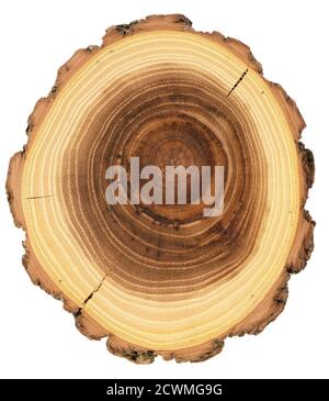 Lastra di legno di acacia con crepe e anelli di anno struttura isolata su sfondo bianco, vista dall'alto Foto Stock