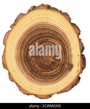 Forma insolita lastra di legno. Sezione trasversale giovane dell'albero di acacia che mostra gli anelli di crescita e la corteccia isolata su sfondo bianco vista dall'alto Foto Stock