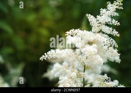 fiori di astilbe che crescono in un giardino. astilba bianca su sfondo verde. giardino di fiori estivi, fuoco selettivo Foto Stock