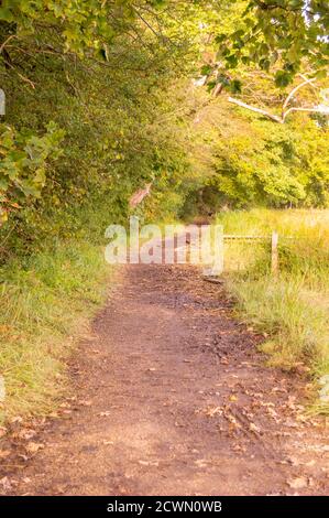 Camminando su un sentiero vicino al fiume Foto Stock