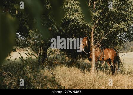 Cavallo bruno singolo saddled legato al tronco di albero attesa all'ombra sotto gli alberi in attesa di un giro durante il tramonto estivo Foto Stock