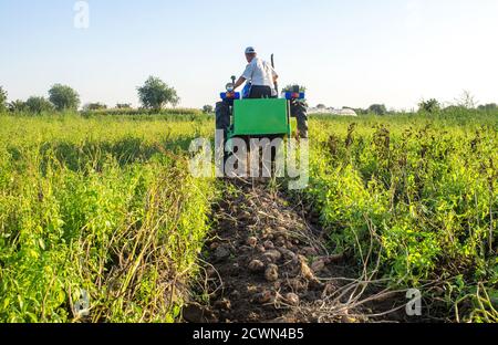 Patate giacenti sul terreno sullo sfondo di un trattore digger. Il processo di scavare un raccolto di patate alla superficie per raccolto ulteriore. Agricoltura AN Foto Stock