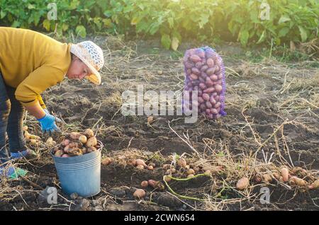 Una donna contadina raccoglie patate scavate in un secchio. Raccolta su piantagione di fattoria. Agricoltura. Campagna terreni agricoli. Crescita, raccolta, smistamento e pa Foto Stock
