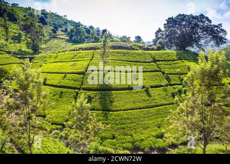 Sri Lanka, Hatton, Castlereagh Lago, piantagione di tè Foto Stock