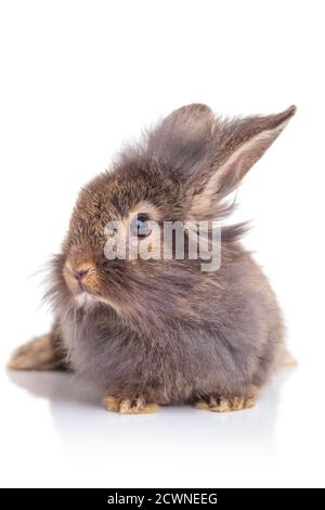 Immagine di un coniglio testa leone carino seduto su sfondo bianco studio. Foto Stock