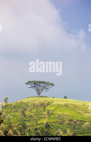 Sri Lanka, Hatton, Castlereagh Lago, piantagione di tè Foto Stock