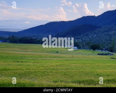 Verde campo vegetale paesaggio natura enorme belle colline e lunghi campi verdi trees.Paddy pieni di acqua dolce. Foto Stock