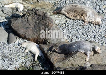 Due madri di foca grigia e due cuccioli di foca Adagiato su una spiaggia rocciosa di ghiaia Halichoerus grypus Pembrokeshire Coast Wales Cymru UK Foto Stock