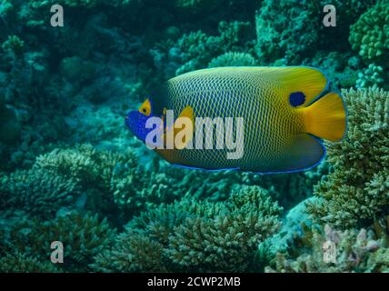 Angelfish blu-faced, Pomacanthus xanthometopon, sulla barriera corallina, Ari Atoll, Maldive, Oceano Indiano Foto Stock