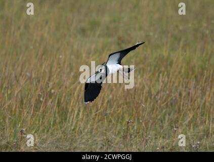 Northern Lapwing, Vanellus vanellus, in volo sopra la palude di sale, Lancashire, Regno Unito Foto Stock