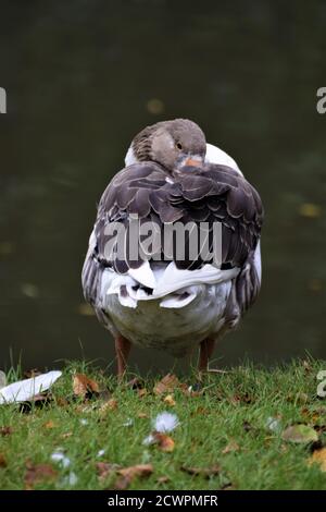 L'oca bianca grigia addormentata in piedi sull'erba da dietro Foto Stock