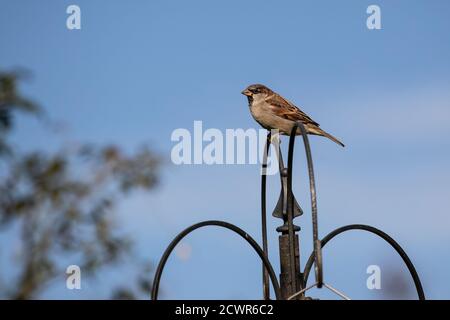 Single House passera Passer domesticus che perching su un braccio multiplo alimentatore da giardino in profilo contro un cielo estivo blu Foto Stock