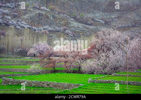 Fotografia di paesaggio nella stagione di primavera nelle zone settentrionali del Pakistan Foto Stock