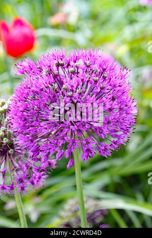 Primo piano di un allio viola in un paese inglese giardino Foto Stock