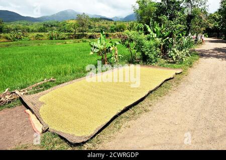 Raccolta di riso si è sparso su un tappeto di bambù accanto a una strada per asciugare al sole, risaie e montagne sullo sfondo, Antique Provincia, Filippine Foto Stock