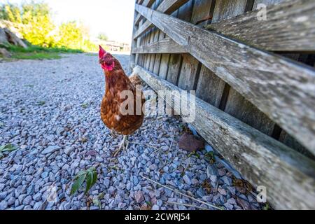 Una gallina curiosa che girovagano intorno al cortile. Humble by Nature, Monboccuthshire, Galles. Foto Stock