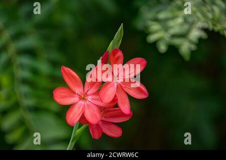Uno splendido studio isolato di un giglio di Kafir rosso rosa con tre fiori aperti che pende in un corpo di foglia verde scuro. Splendido colore del giardino autunnale. Foto Stock