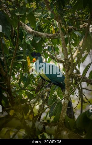 Great Blue Turaco (Corythaeola cristata), Foresta Nazionale di Kibale, Uganda. Foto Stock