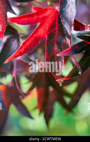 L'albero di Gum Rosso Americano (Liquidambar styraciflua) parte in autunno Foto Stock