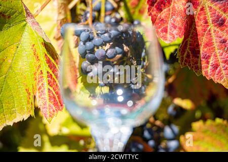 Vista attraverso un bicchiere di vino vuoto sulle uve del vigneto. Foto Stock