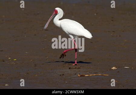 Un African Spoonbill cammina sulle rive del lago Mzizima sul fiume Rufiji. La fattura unica della spatola aiuta l'uccello ad avere uno stile distinto Foto Stock