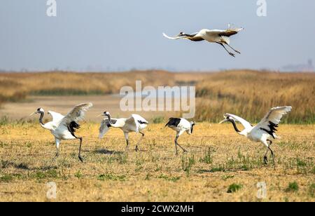 Pechino, la provincia cinese di Liaoning. 9 maggio 2019. Diverse gru con corona rossa sono raffigurate in un centro di allevamento di specie di gru a Panjin, provincia di Liaoning della Cina nord-orientale, il 9 maggio 2019. La biodiversità è il fondamento dei servizi ecosistemici ai quali il benessere umano è intimamente legato. Le persone devono lavorare insieme per costruire un futuro migliore per tutta la vita sulla Terra. Credit: Pan Yulong/Xinhua/Alamy Live News Foto Stock