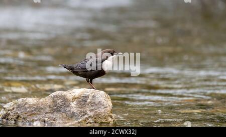 wild lebende tiere, amsel, schnabel, selvaggio, nero, piuma, uccello Foto Stock