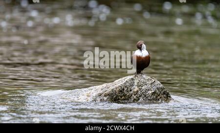 wild lebende tiere, amsel, schnabel, selvaggio, nero, piuma, uccello Foto Stock