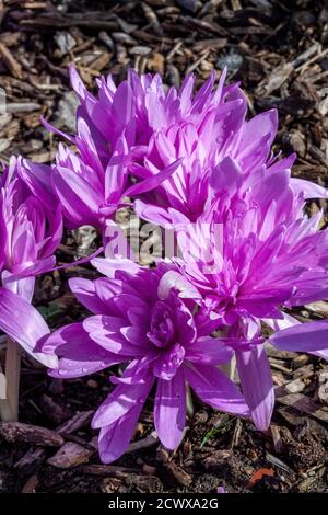 Colchicum autumnale 'Waterlily' una pianta di bulbo di fiori autunnali comunemente Nota come immagine di stock di crocus autunnale Foto Stock