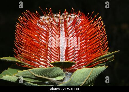 Fiore rosso di scarlatto banksia (Banksia coccinea) su sfondo nero, Australia Occidentale Foto Stock