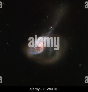 Hubble prende un anello di Stellar Wildfire NGC 1614, catturato qui dal NASA/ESA Hubble Space Telescope, è una galassia eccentricamente forma ablaze con attività. La galassia risiede a circa 200 milioni di anni luce dalla Terra ed è annidata nella costellazione meridionale di Eridanus (il fiume). NGC 1614 è il risultato di una fusione galattica attiva, che crea il suo aspetto particolare, compresa una coda di marea. La collisione cosmica provoca anche un flusso turbolento di gas interstellare dalla più piccola delle due galassie coinvolte nel nucleo della più grande, con conseguente scoppio di formazione stellare Foto Stock