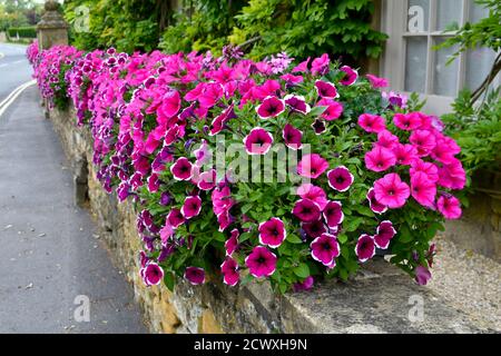 primo piano di bellissimi fiori di petunia rosa e bianca cestini su muro di pietra fuori al sole d'autunno Foto Stock