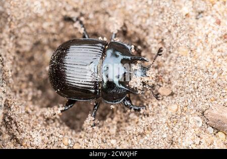 Il coleottero di Minotauro (Typhaeus typhoeus), un coleottero di sterco, su una brughiera di sabbia, Regno Unito Foto Stock