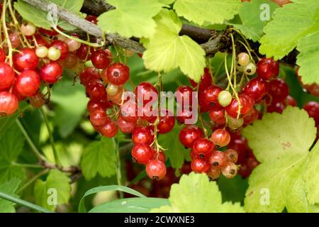 Ribes (Ribes rubrum) frutti commestibili su racemi tra le foglie di un bush di ribes, Berkshire, giugno Foto Stock