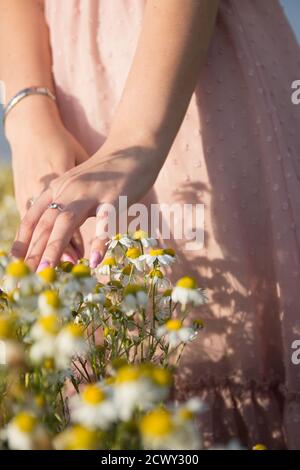 Donna mano azienda margherite crescente nel campo Foto Stock