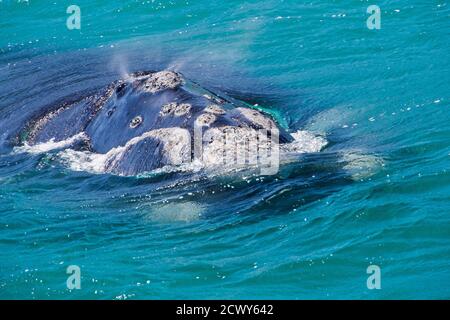 Sud destra Whale, Eubalaena australis, Gansbaai, Capo Occidentale, Sud Africa, Africa Foto Stock